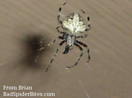 spider with white moth image on back