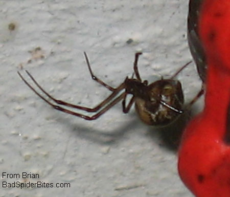 brown widow