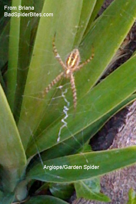 garden spider