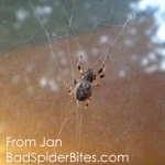 Picture of a brown spider