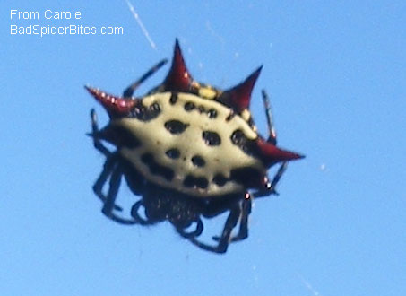 strange spider