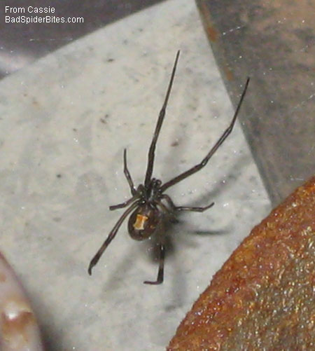 brown widow