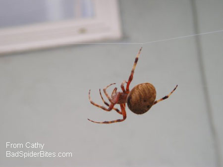 orb weaver