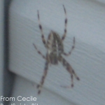 Spider with black stripes