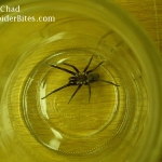 Black and tan spider