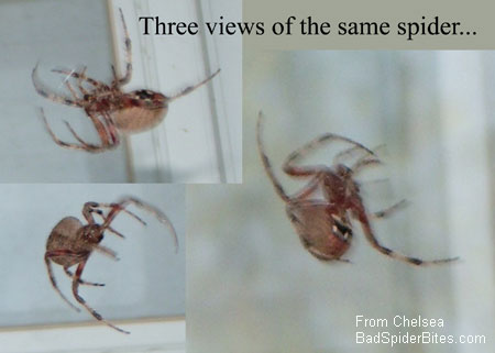 3 spiders