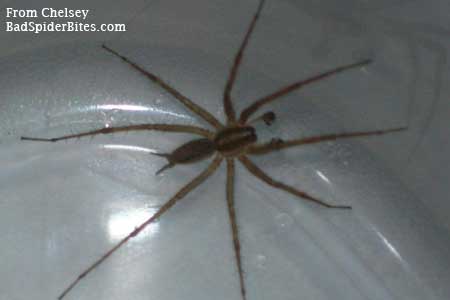 brown spider