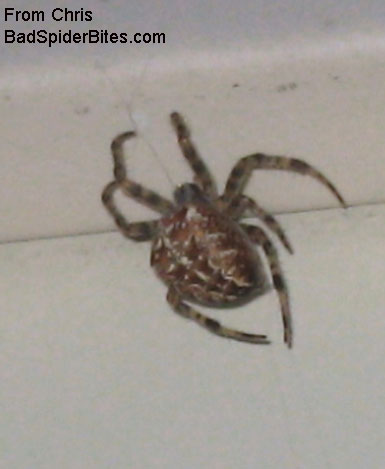 barn spider