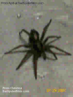 black spider