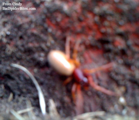 red and tan spider