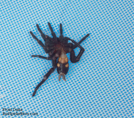 black and grey spider