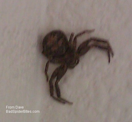 dark brown spider