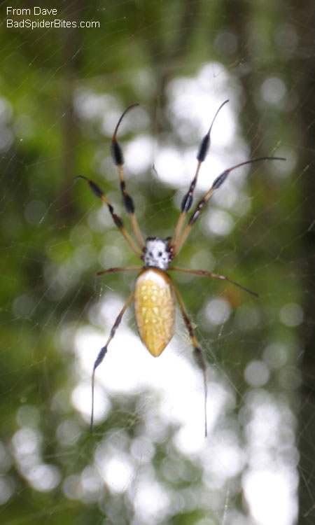 light green and yellow spider