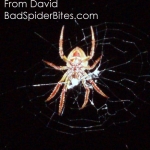 light brown spider