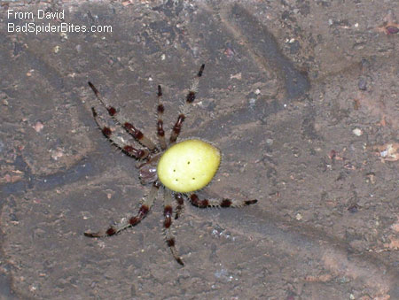 yellow spider