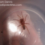 small reddish spider