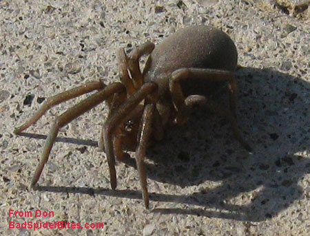 large spider