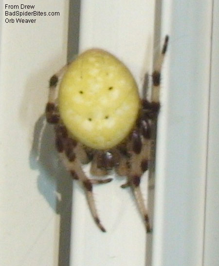 orb weaver