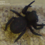 Picture of a black spider