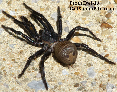 large brown/black spider