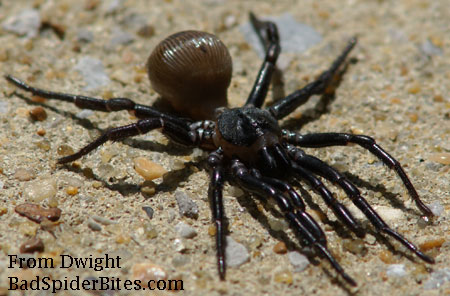 large brown/black spider