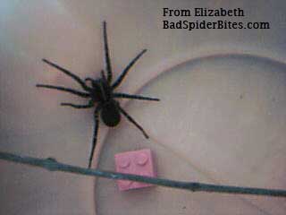 black spider