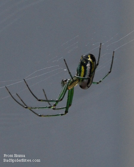 spider with green legs