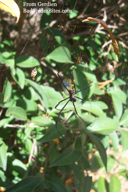 colorful spider