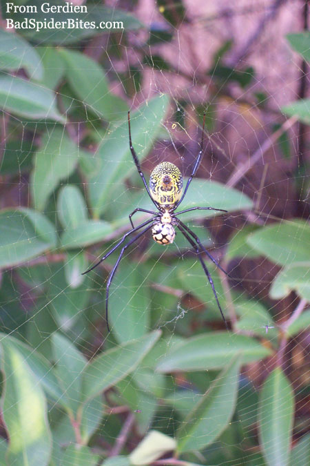 colorful spider