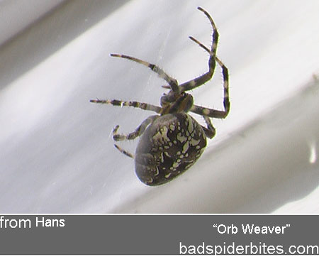 orb weaver