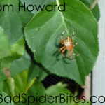 Garden Spider