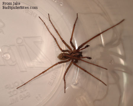 brown spider