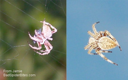 large tan spider