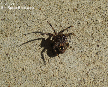 Brown Spider