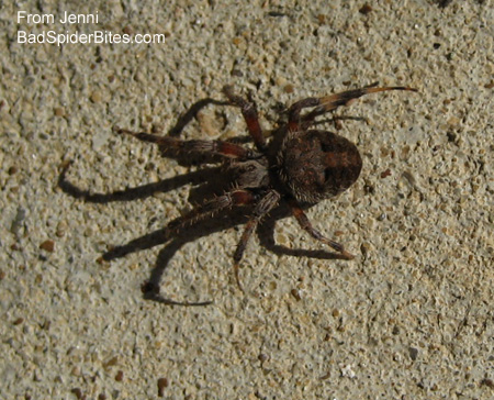 Brown Spider