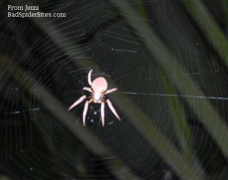 orange spider with orange legs