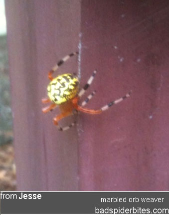 marbled orb weaver