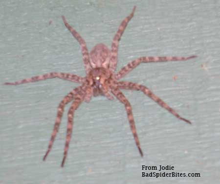 red brown spider