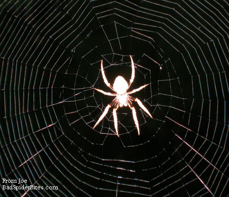 yellow and green spider