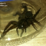 large black spider2