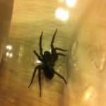 large black spider1