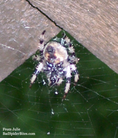 light colored spider