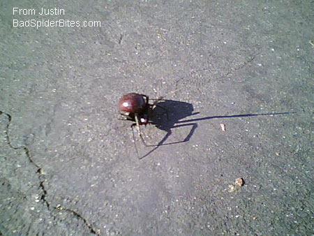 red dime sized spider