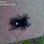 Black spider with white spots