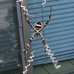 Orb Weaver/Garden Spider