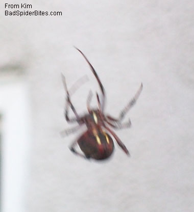 black and red spider