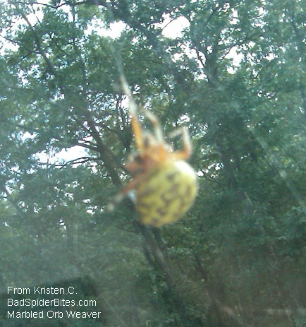 orb weaver