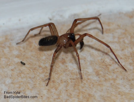 brown recluse spider