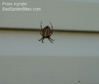 garden spider