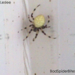 Yellow spider with stripe legs